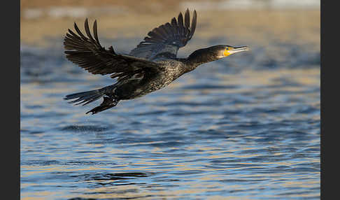 Kormoran (Phalacrocorax carbo)