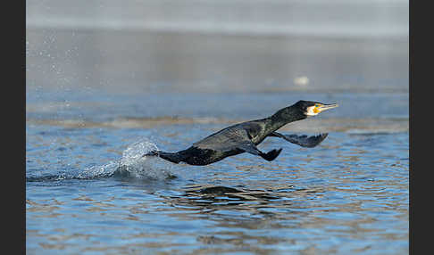 Kormoran (Phalacrocorax carbo)