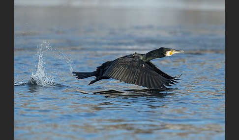 Kormoran (Phalacrocorax carbo)