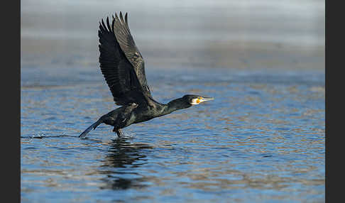 Kormoran (Phalacrocorax carbo)