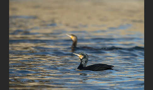 Kormoran (Phalacrocorax carbo)