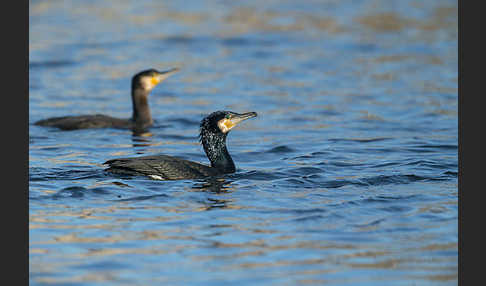 Kormoran (Phalacrocorax carbo)