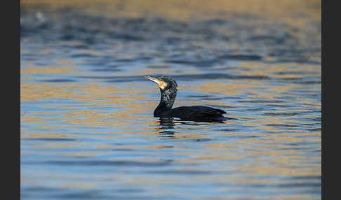 Kormoran (Phalacrocorax carbo)