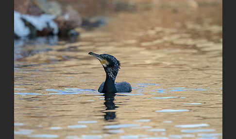 Kormoran (Phalacrocorax carbo)