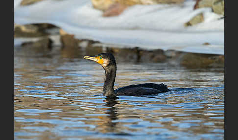 Kormoran (Phalacrocorax carbo)