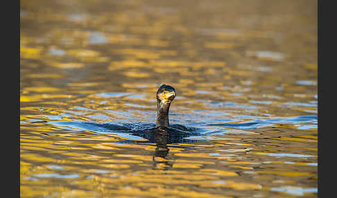 Kormoran (Phalacrocorax carbo)