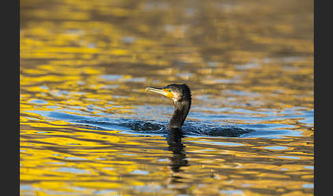 Kormoran (Phalacrocorax carbo)