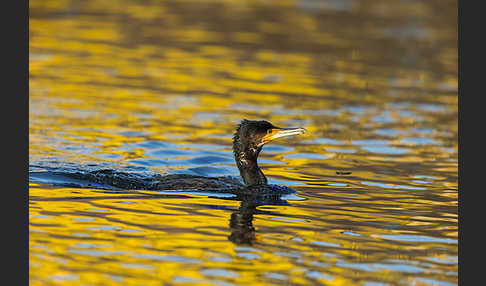 Kormoran (Phalacrocorax carbo)