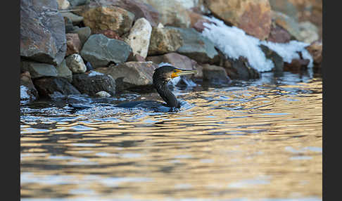 Kormoran (Phalacrocorax carbo)