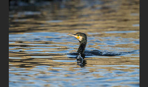 Kormoran (Phalacrocorax carbo)