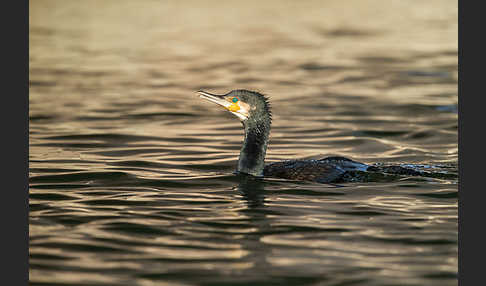 Kormoran (Phalacrocorax carbo)