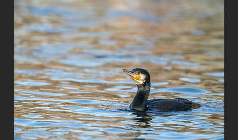 Kormoran (Phalacrocorax carbo)