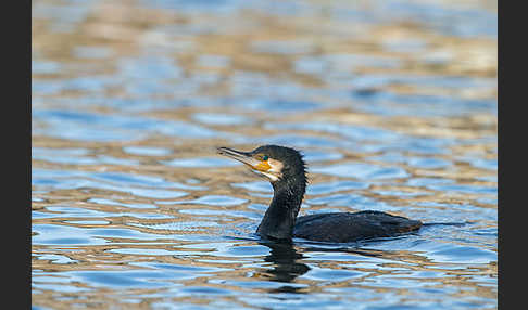 Kormoran (Phalacrocorax carbo)