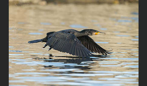 Kormoran (Phalacrocorax carbo)