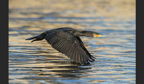 Kormoran (Phalacrocorax carbo)