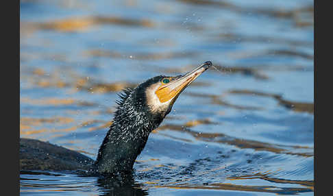 Kormoran (Phalacrocorax carbo)