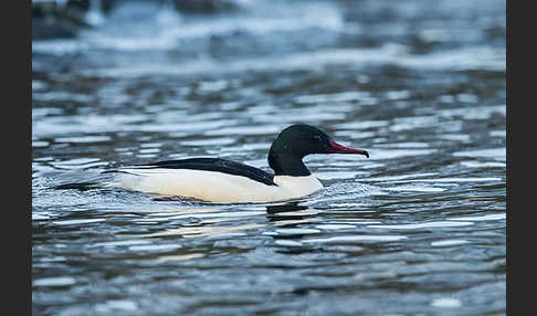 Gänsesäger (Mergus merganser)