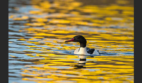 Gänsesäger (Mergus merganser)