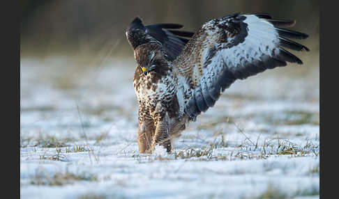 Mäusebussard (Buteo buteo)