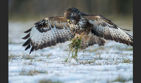 Mäusebussard (Buteo buteo)