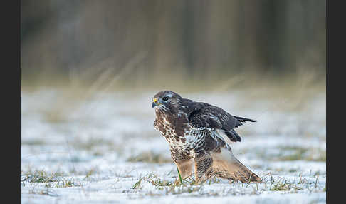 Mäusebussard (Buteo buteo)