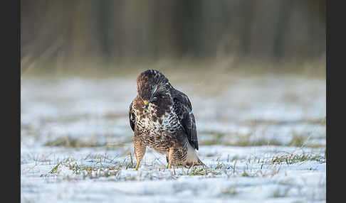 Mäusebussard (Buteo buteo)