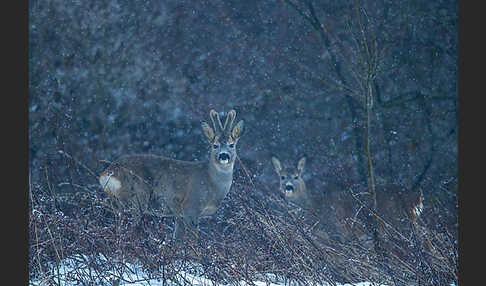 Rehwild (Capreolus capreolus)