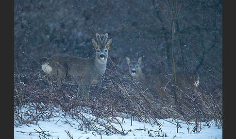 Rehwild (Capreolus capreolus)