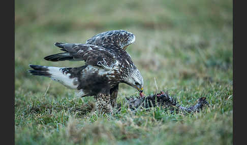 Rauhfußbussard (Buteo lagopus)