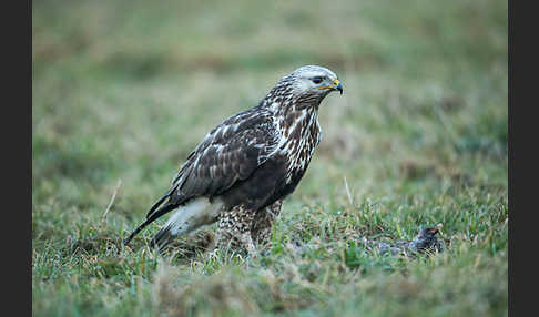 Rauhfußbussard (Buteo lagopus)