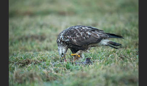 Rauhfußbussard (Buteo lagopus)