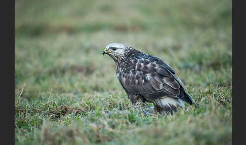 Rauhfußbussard (Buteo lagopus)