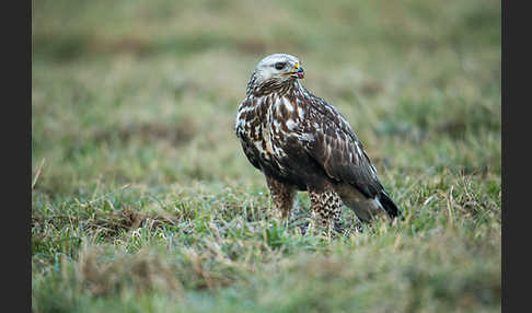 Rauhfußbussard (Buteo lagopus)