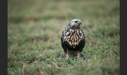 Rauhfußbussard (Buteo lagopus)