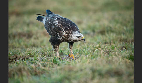 Rauhfußbussard (Buteo lagopus)