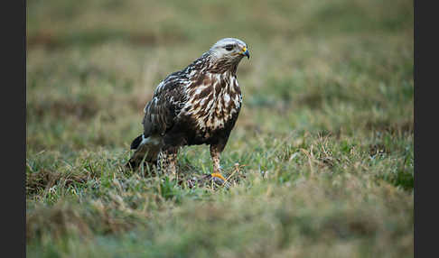 Rauhfußbussard (Buteo lagopus)