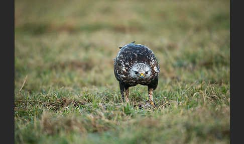 Rauhfußbussard (Buteo lagopus)