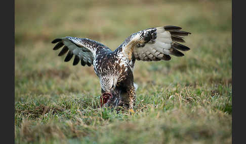 Rauhfußbussard (Buteo lagopus)