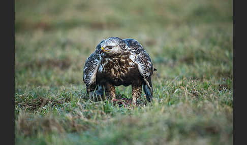 Rauhfußbussard (Buteo lagopus)