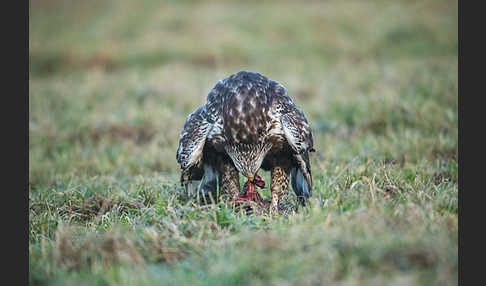 Rauhfußbussard (Buteo lagopus)