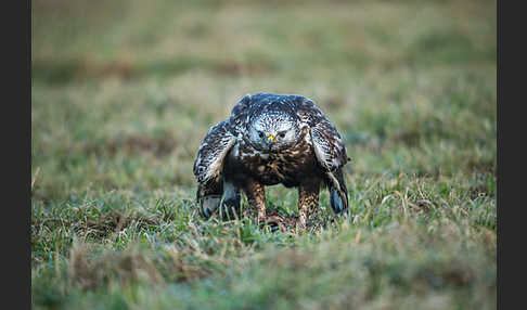 Rauhfußbussard (Buteo lagopus)