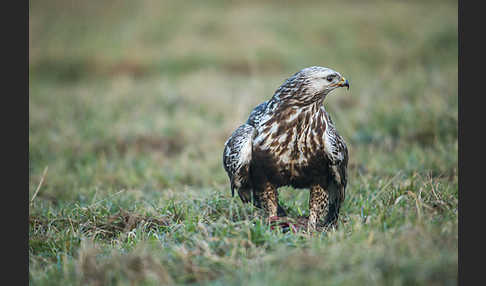 Rauhfußbussard (Buteo lagopus)