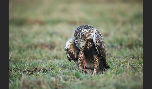 Rauhfußbussard (Buteo lagopus)