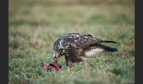 Rauhfußbussard (Buteo lagopus)