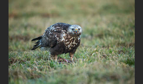 Rauhfußbussard (Buteo lagopus)