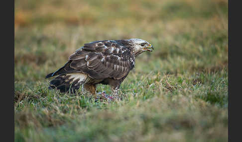 Rauhfußbussard (Buteo lagopus)