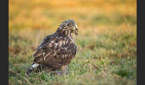 Rauhfußbussard (Buteo lagopus)