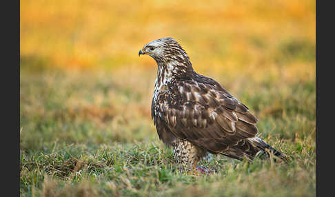 Rauhfußbussard (Buteo lagopus)