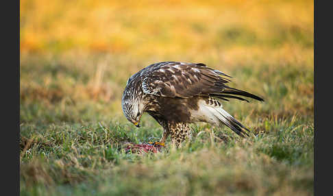 Rauhfußbussard (Buteo lagopus)