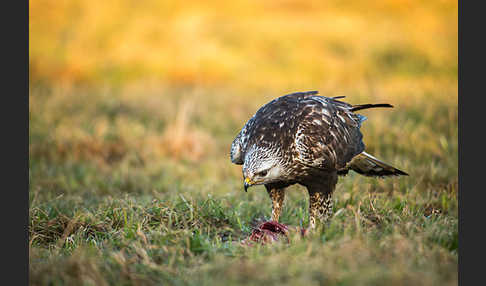 Rauhfußbussard (Buteo lagopus)